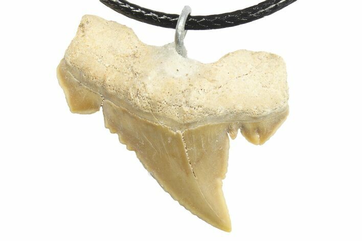 Serrated, Fossil Paleocarcharodon Shark Tooth Necklace #273587